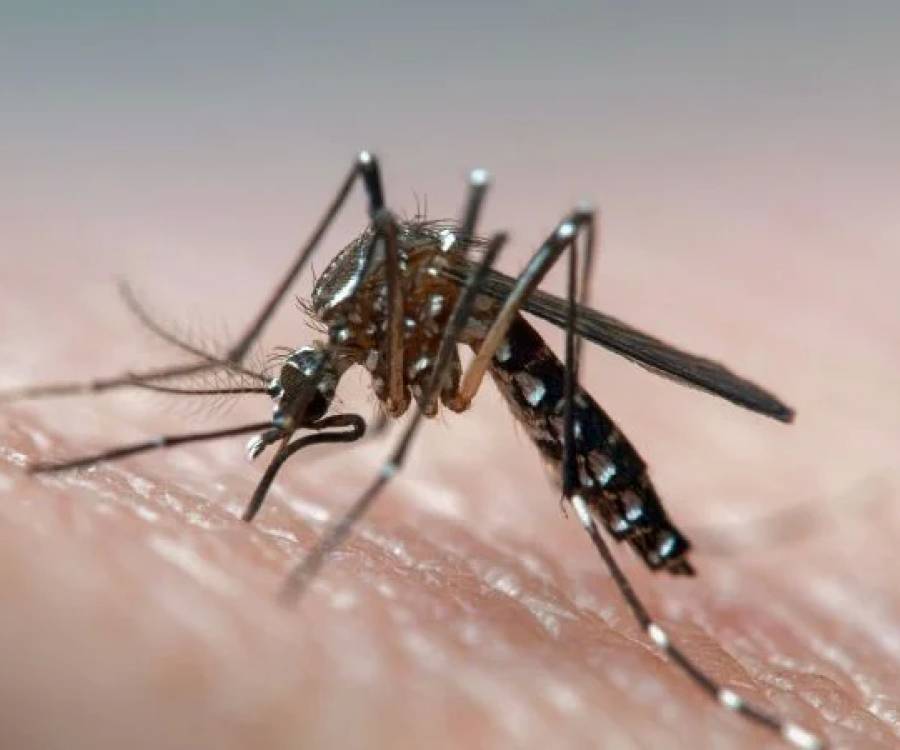 Alerta dengue: se registraron casi 900 casos nuevos