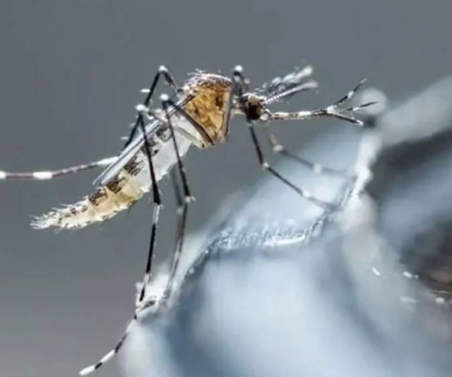 Se registraron 260 nuevos casos de dengue en Catamarca
