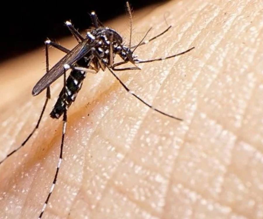 Dengue: Qué factores pueden desencadenar enfermedad grave en personas jóvenes