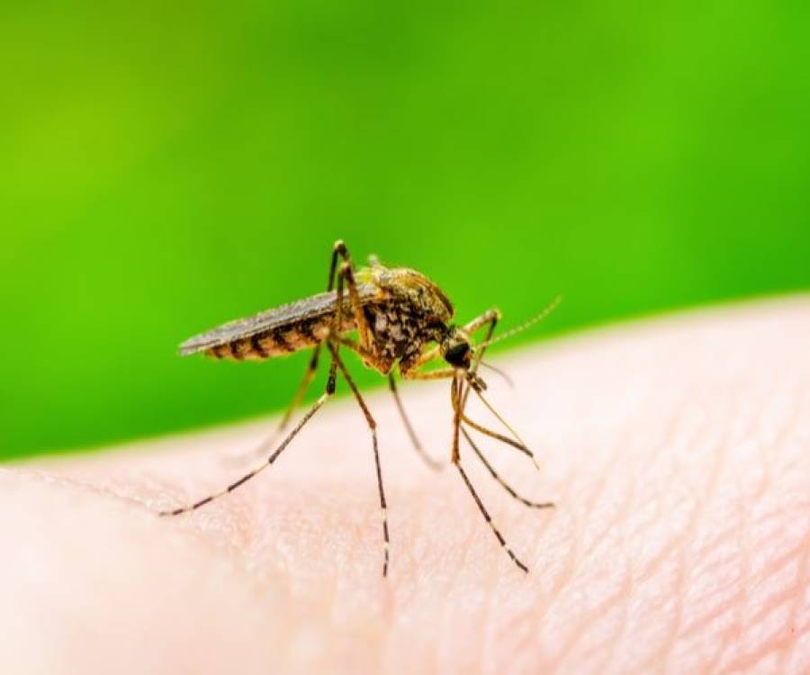 Actualización epidemiológica Semanal – Dengue