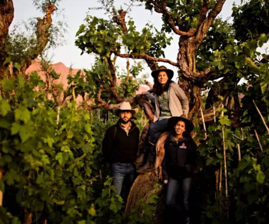 Un edén especial: el viñedo antiguo que crece sobre los árboles y con el que hacen un vino único en Bolivia