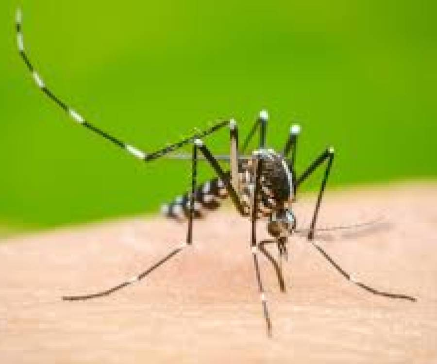 Brasil en alerta por el dengue: más de 3.000 muertes
