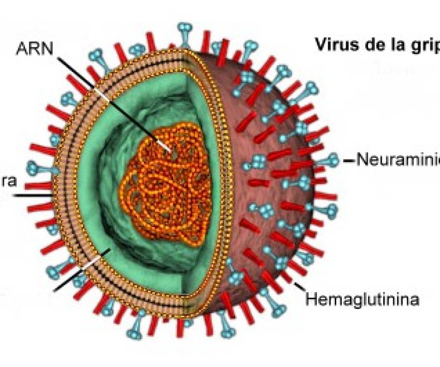 Afirman que los casos de influenza que se dieron en Catamarca son de tipo A