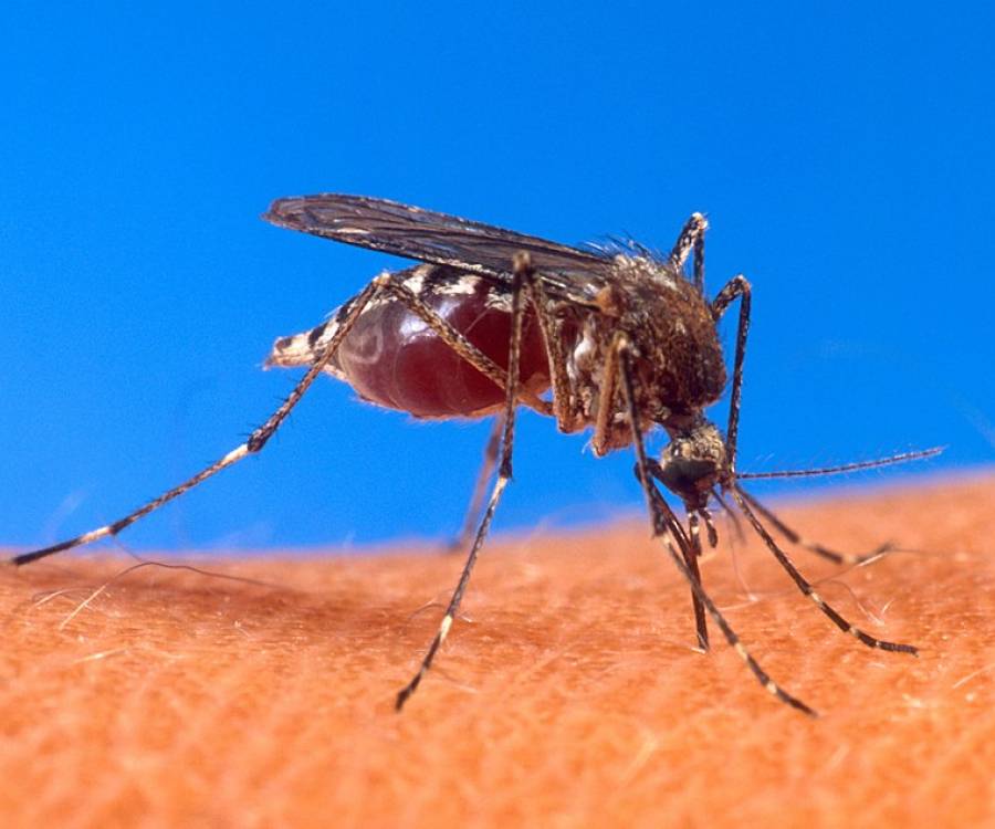Continúan las acciones contra en el Dengue en Barrios de la Capital