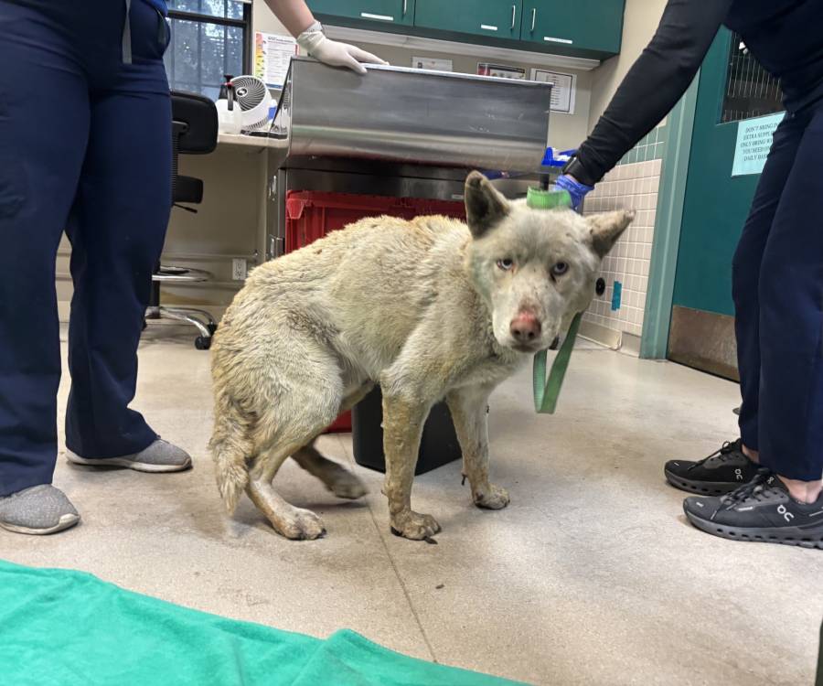 Los Ángeles: rescatan a más de 400 animales tras los incendios