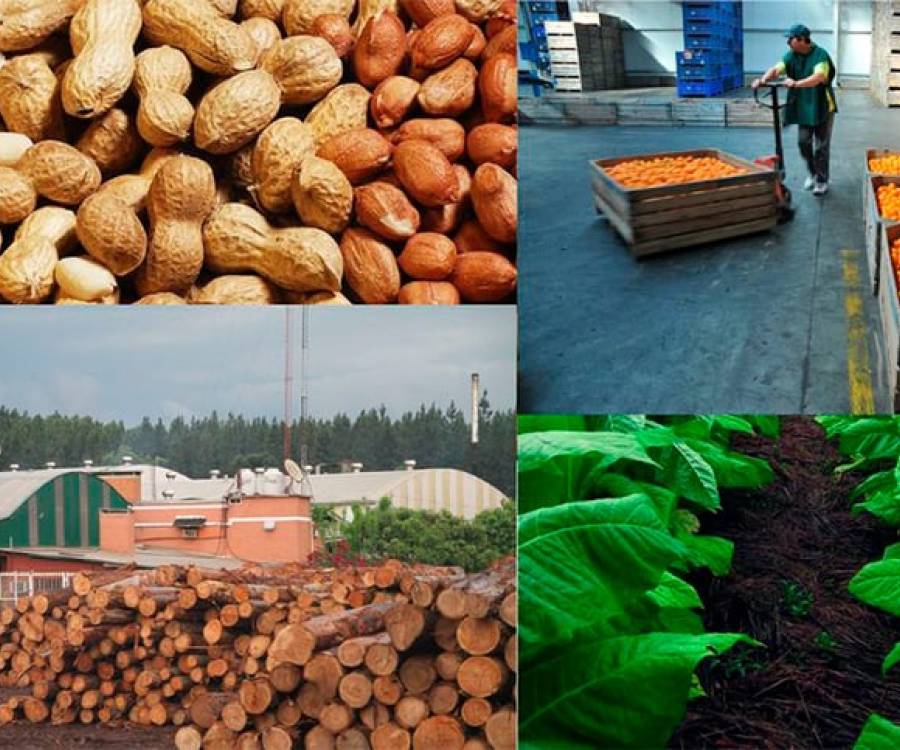 Economías regionales: las exportaciones crecieron 23,8% en dólares y 25,7% en toneladas en 2024