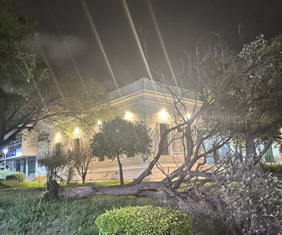 Fuerte temporal de viento y lluvia en el Valle Central: árboles caídos y usuarios sin luz