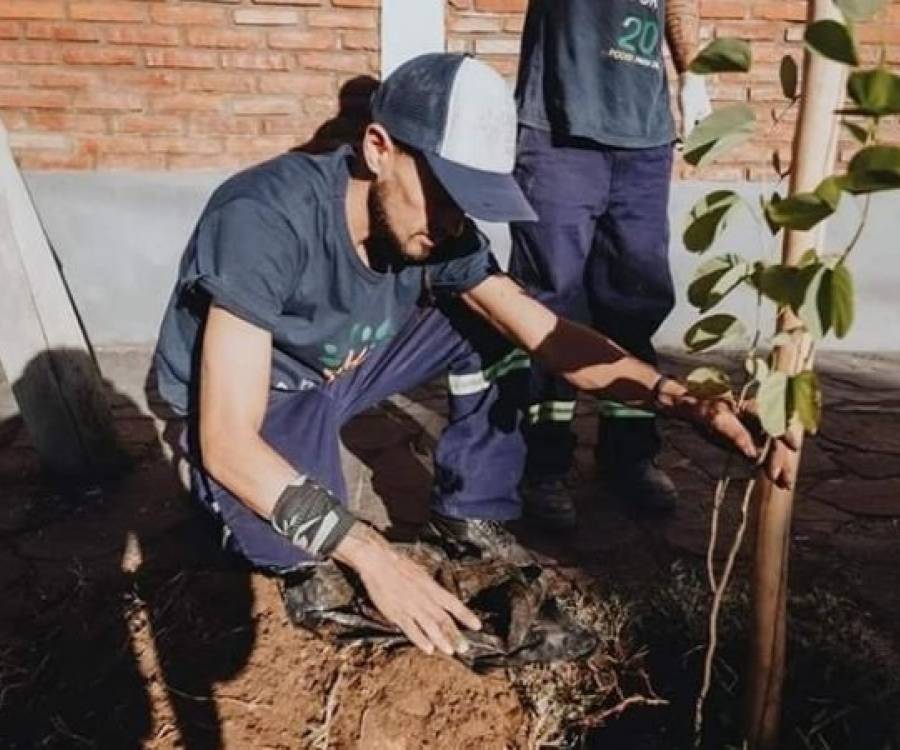 Proponen nuevo Código de Arbolado Urbano