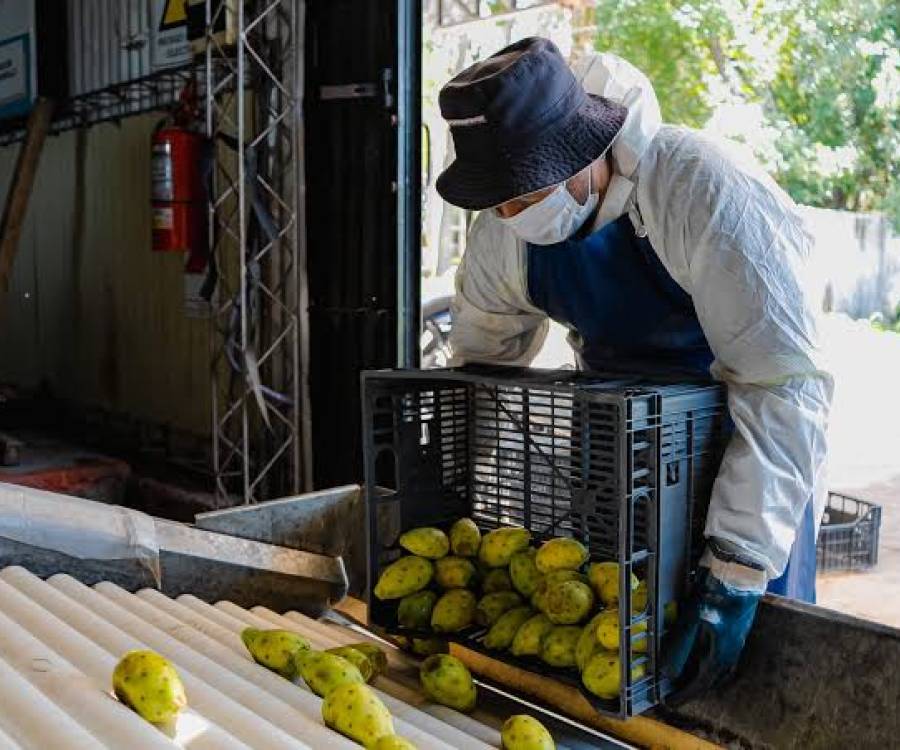 Catamarca busca convertir la tuna en una producción exportadora y apunta a 25.000 kilos por hectárea