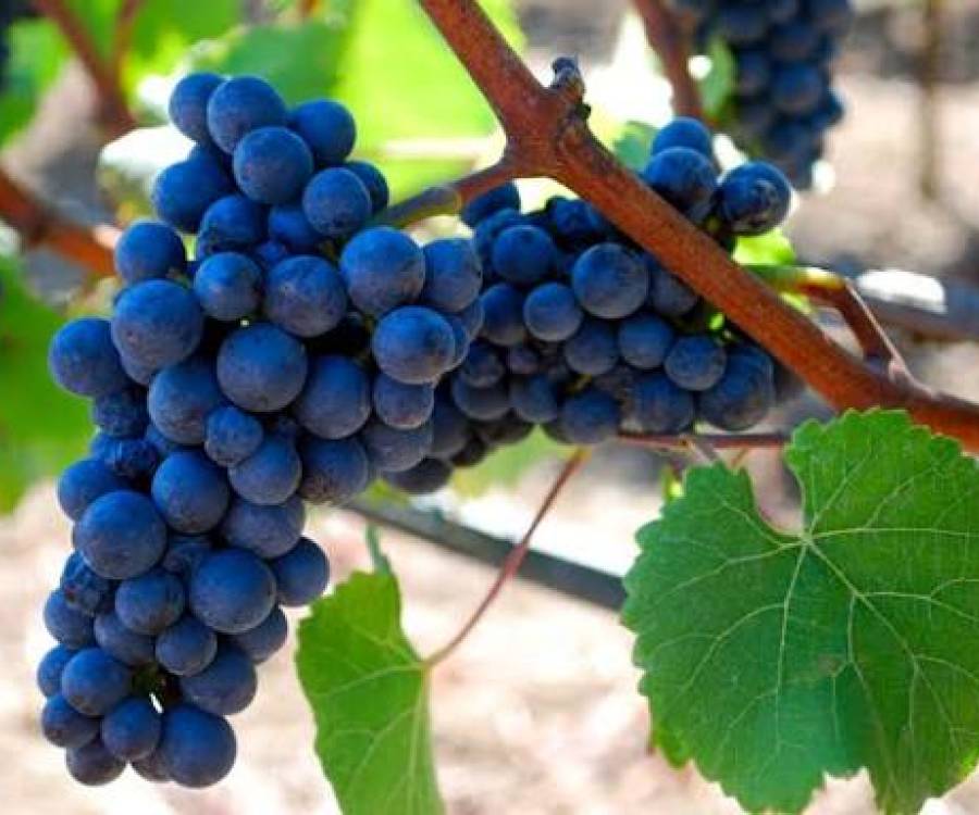 Pinot Noir... Los secretos de un vino elegante, delicado y versátil.