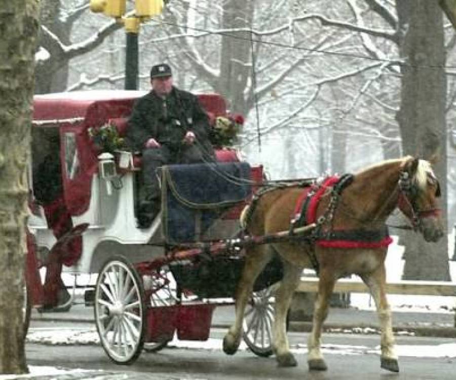 Adiós a los carruajes en Nueva York: Mamdani busca prohibir la tracción a caballo